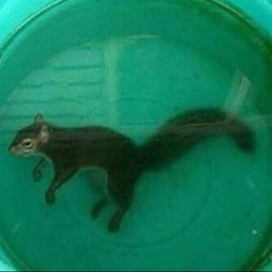 Meet your Posher, Carol